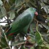 Wild Red-billed Parrot perches in a tree