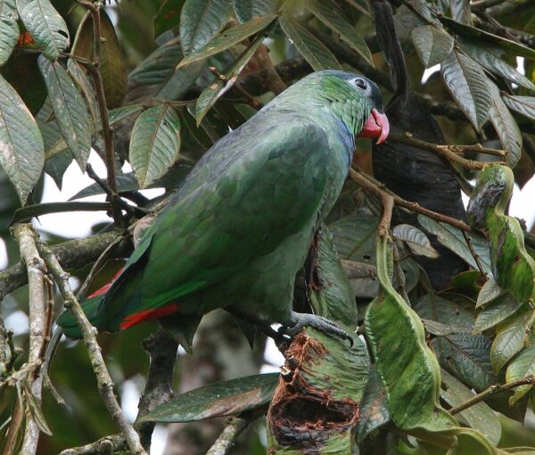 Wild Red-billed Parrot perches in a tree