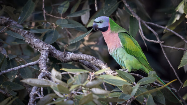 A wild Red-breasted Parakeet perches in a tree