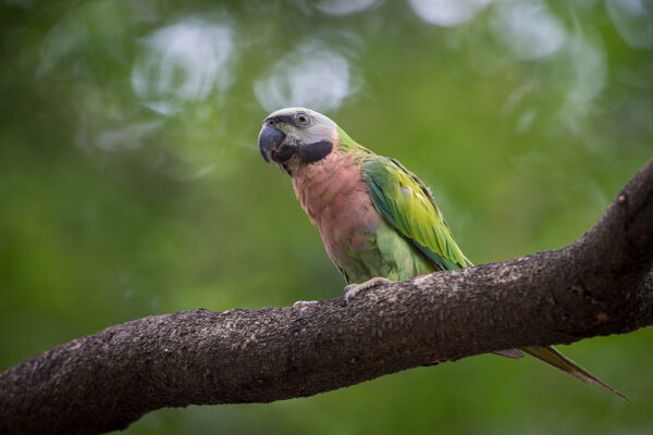 A wild female Red-breasted Parakeet perches on a limb