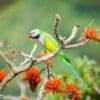 A wild male Red-breasted Parakeet perches in a tree