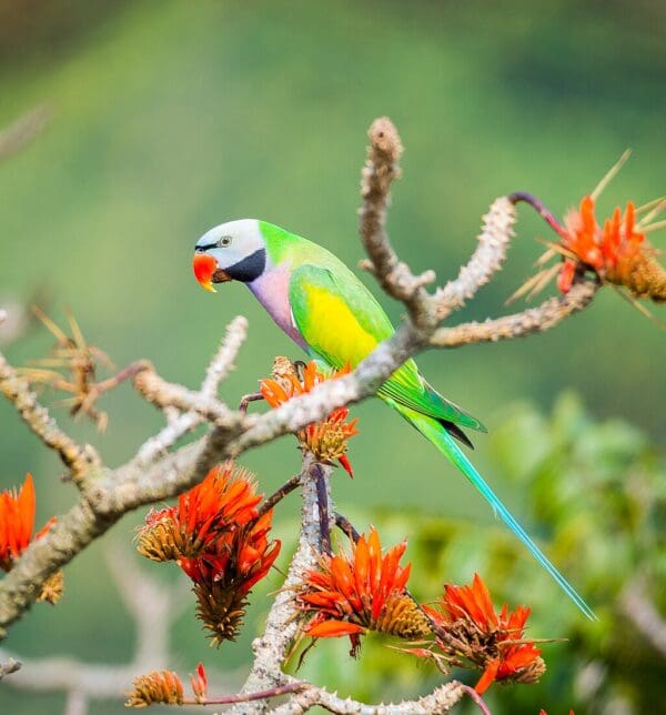 A wild male Red-breasted Parakeet perches in a tree