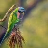 A wild male Red-breasted Parakeet feeds on a seed pod