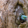 A wild male Red-breasted Parakeet peeks out of a nest cavity