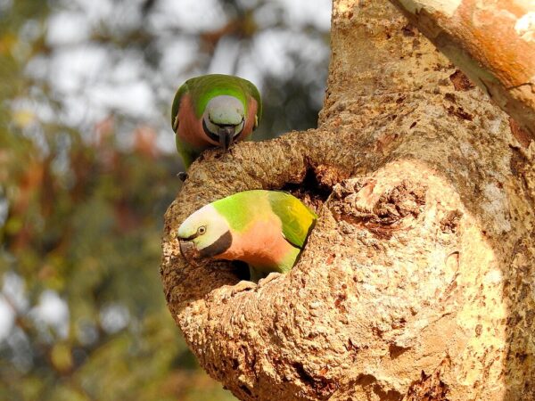 Wild Red-breasted Parakeets perch around a nest caviy