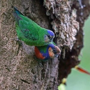 Wild Red-breasted Pygmy Parrots, female left, male right, cling to a tree trunk