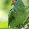 A wild Red-browed Amazon perches in a tree