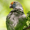 A wild Red-browed Amazon perches in a tree