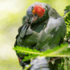 A wild Red-browed Amazon perches in a tree