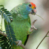 A wild Red-browed Amazon perches in a tree