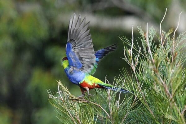 A wild Red-capped Parrot takes flight