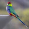 A wild Red-capped Parrot perches on a man-made object