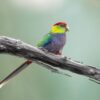 A wild Red-capped Parrot perches on a branch