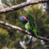 © Nick Athanas CC BY-NC-SA 2.0 via Flickr A wild Red-cheeked Parrot preens itself