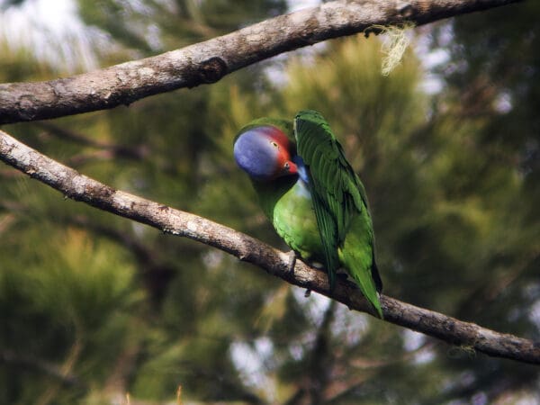 A wild Red-cheeked Parrot preens itself