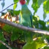 © Nik Borrow CC BY-NC 2.0 via Flickr A wild Red-cheeked Parrot perches in a tree