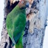 © Corey Raffel A wild female Red-cheeked Parrot clings to a tree trunk