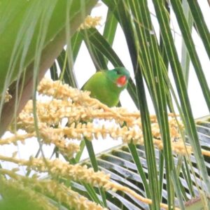 A wild Red-chinned Lorikeet perches in a palm tree