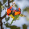 © Corey Raffel Wild Red-collared Lorikeets interact