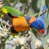© Corey Raffel A wild Red-collared Lorikeet feeds on nectar