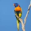 © Corey Raffel A wild Red-collared Lorikeet calls to its cohorts