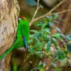 © Jake Osborne CC BY-NC-SA 2.0 via Flickr A wild Red-fronted Parakeet clings to a tree trunk