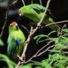 © Pseudopanax at English Wikipedia, Public domain, via Wikimedia Commons Wild Red-crowned Parakeets perch on a branch