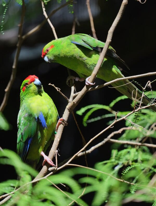 Wild Red-crowned Parakeets perch on a branch