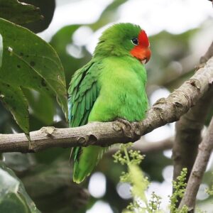 A wild Red-faced Lovebird perches on a branch