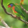 A wild Red-flanked Lorikeet perches on a branch