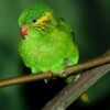 Female Red-flanked Lorikeet perches on a branch