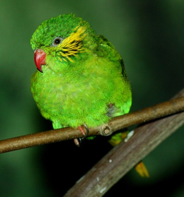 Female Red-flanked Lorikeet perches on a branch