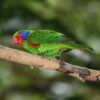 Male Red-flanked Lorikeet perches on a branch