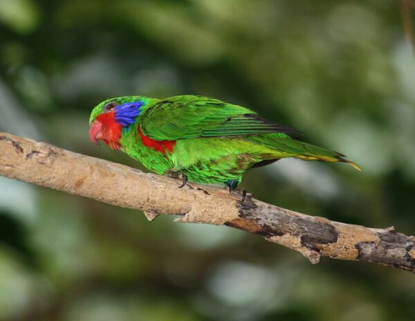 Male Red-flanked Lorikeet perches on a branch