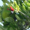 © Dash Huang CC BY-NC-SA 2.0 via Flickr A wild Red-fronted Parakeet crouches in a bush