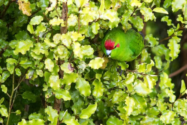 A wild Red-fronted Parakeet peers out from foliage