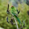 © Geoff McKay CC BY 2.0 via Wikimedia Commons A wild Red-fronted Parakeet perches on a stem