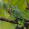 © Corey Raffel
A wild Red-lored Amazon perches on a branch