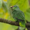 © Corey Raffel A wild Red-lored Amazon perches on a branch