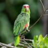 © Corey Raffel A wild Red-lored Amazon perches on a twig