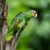 © Corey Raffel A wild Red-lored Amazon perches in a tree
