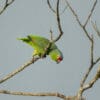 © Corey Raffel A wild Red-lored Amazon perches in a tree