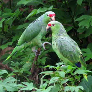 Wild Red-lored Amazons, ssp salvini, perch in a tree