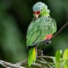 © Corey Raffel A wild Red-lored Amazon preens