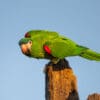 © Corey Raffel A wild Red-shouldered Macaw perches atop a stump