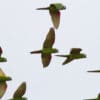 Wild Red-shouldered Macaws in flight