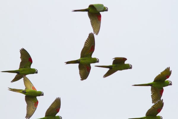 Wild Red-shouldered Macaws in flight