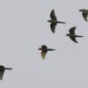 Wild Red-shouldered Macaws in flight