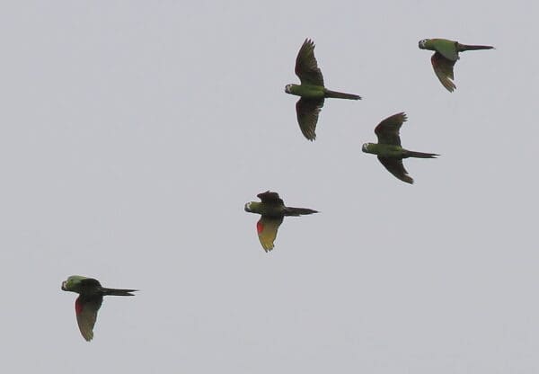 Wild Red-shouldered Macaws in flight