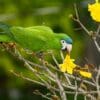 A wild Red-shouldered Macaw feeds on a blossom